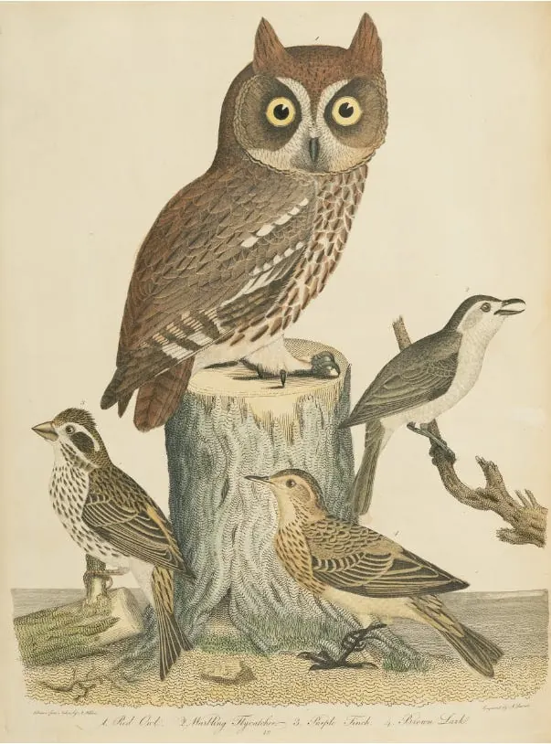 Ornitología americana Vol. V, placa 42. Alexander Wilson 1808–1814. Fuente: acá