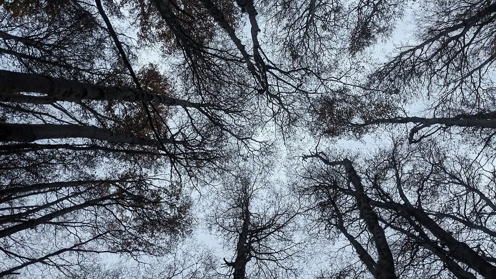 Bosque de lengas, Ushuaia, 2025.
