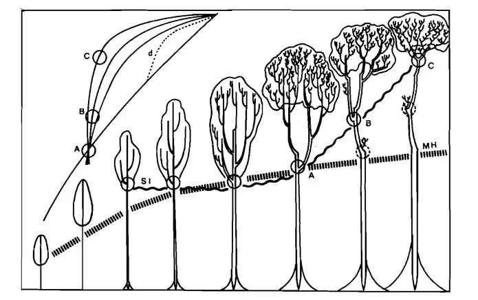 Esquema de R. A. A. Oldeman sobre la reiteración, parte de su tesis “La arquitectura del bosque de Guyana”.