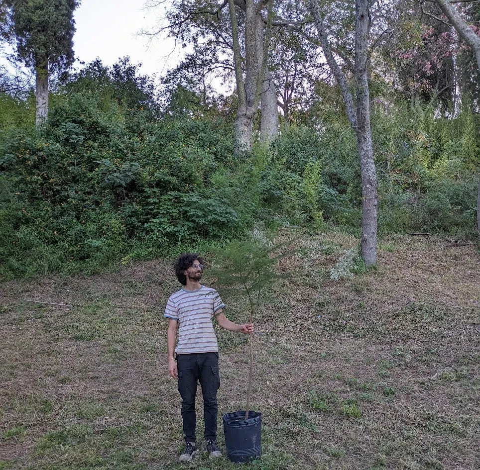 Su servidor aprovechando sus pulgares oponibles para plantar un jacarandá.